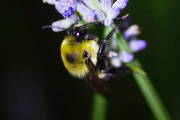 Ein Blick Auf Eine Biene — Stockfoto