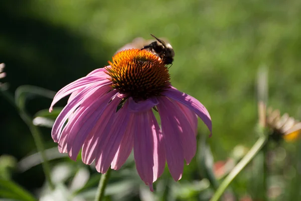 Een Mening Van Een Bee — Stockfoto