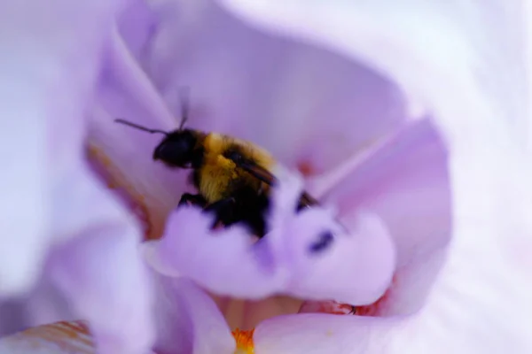Ein Blick Auf Eine Biene — Stockfoto
