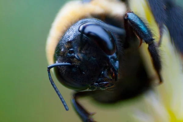 Ein Blick Auf Eine Biene — Stockfoto