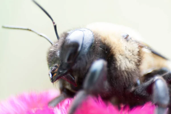 Pohled Včelu — Stock fotografie