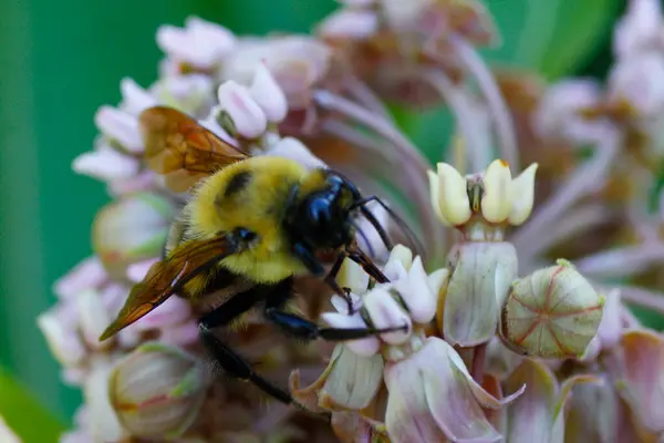 Großaufnahme Einer Biene Auf Milchkrautblüten — Stockfoto