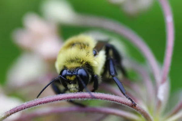 Una Vista Una Abeja — Foto de Stock