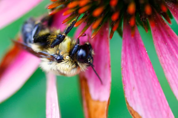 蜂の眺め — ストック写真