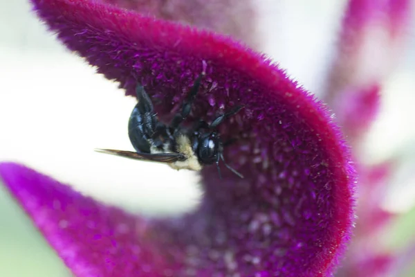 Una Vista Una Abeja —  Fotos de Stock