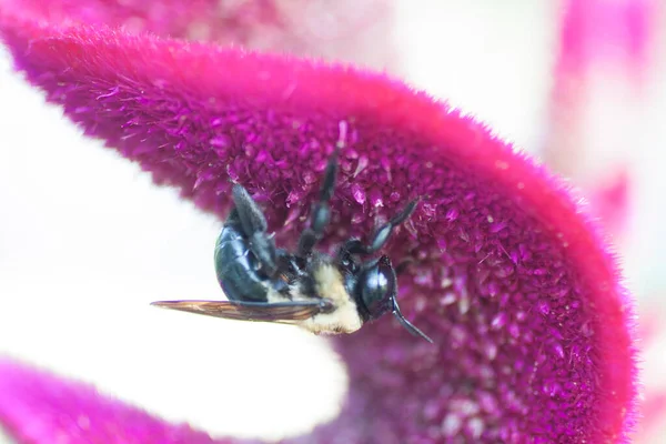 Una Vista Una Abeja —  Fotos de Stock