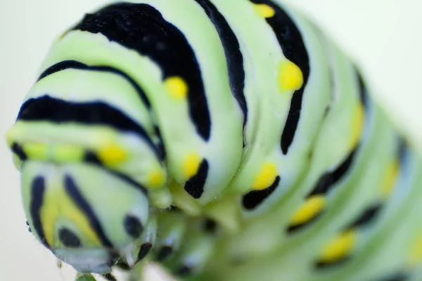 Utsikt Över Svart Svälja Caterpillar — Stockfoto