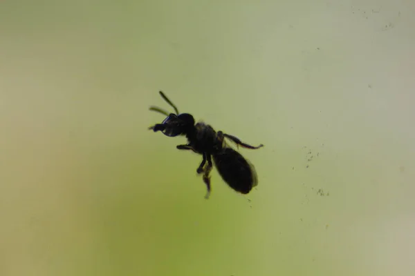 Mały Bug Bańką Wodną Zielonym Tle — Zdjęcie stockowe