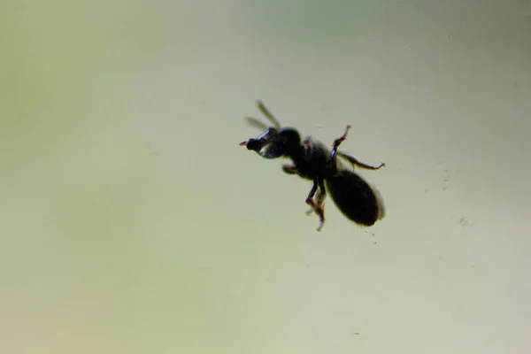 Petite Punaise Avec Une Bulle Eau Sur Fond Vert — Photo