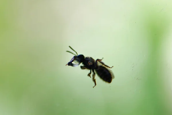 Pequeno Bug Com Uma Bolha Água Contra Fundo Verde — Fotografia de Stock