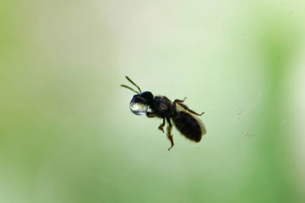 Pequeno Bug Com Uma Bolha Água Contra Fundo Verde — Fotografia de Stock