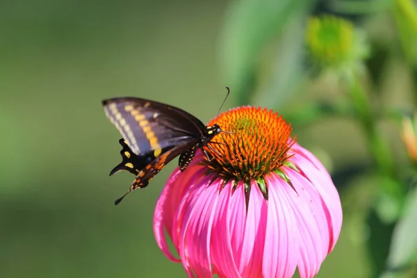 Pohled Motýla — Stock fotografie