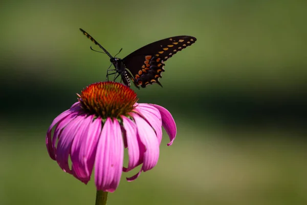 Bir Kelebek Bir Görünümünü — Stok fotoğraf