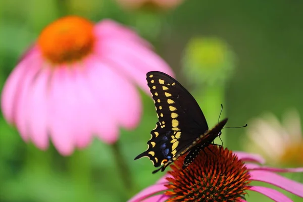 Ein Blick Auf Einen Schmetterling — Stockfoto