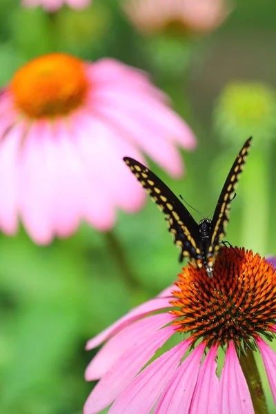 Ein Blick Auf Einen Schmetterling — Stockfoto