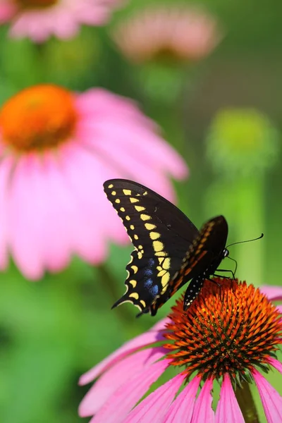 Vedere Unui Fluture — Fotografie, imagine de stoc
