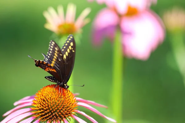 Vedere Unui Fluture — Fotografie, imagine de stoc