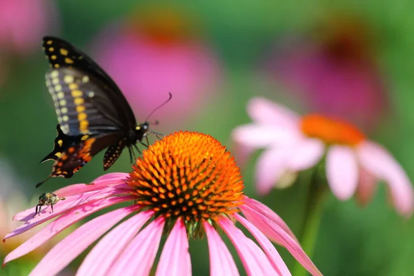 Ein Blick Auf Einen Schmetterling — Stockfoto