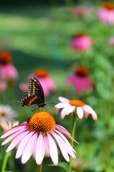 View Butterfly — Stock Photo, Image