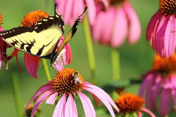 Ein Blick Auf Einen Schmetterling — Stockfoto