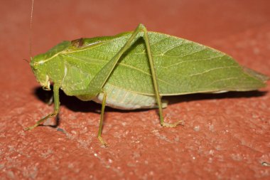 Turuncu Yüzeyde Yeşil Katydid