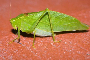 Turuncu Yüzeyde Yeşil Katydid