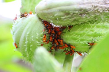 Milkweed Bitkileri Üzerine Süt Yosunu Böcekleri