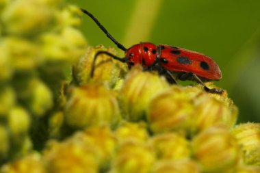 Milkweed Bitkileri Üzerine Süt Yosunu Böcekleri