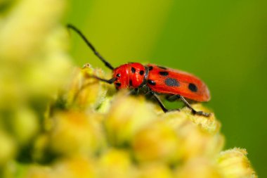 Milkweed Bitkileri Üzerine Süt Yosunu Böcekleri