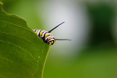 Bir Monarch Tırtılının Bitkiyle Beslenmesi
