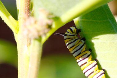 Hükümdar tırtıl İpekotunun yaprağı yemek