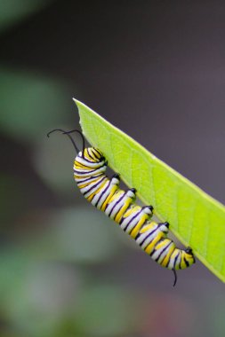 Bir Monarch Tırtılının Bitkiyle Beslenmesi