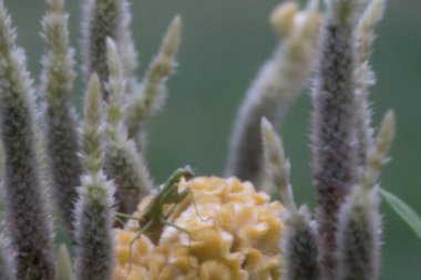 Bir peygamberdevesi böceği açık havada