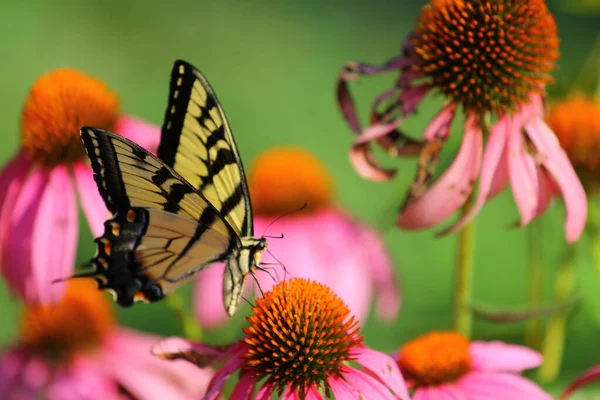 Una Vista Una Farfalla — Foto Stock