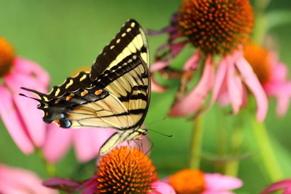 Bir Kelebek Bir Görünümünü — Stok fotoğraf