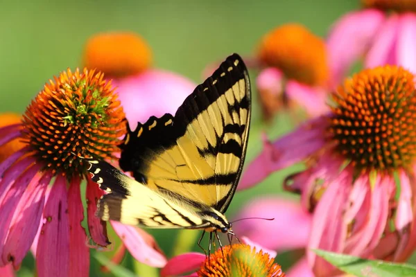 Una Vista Una Farfalla — Foto Stock