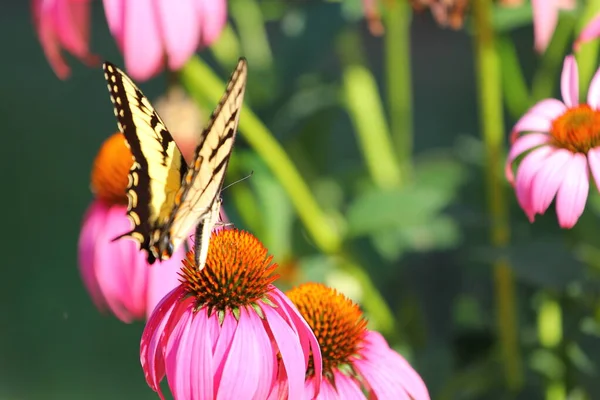 Ein Blick Auf Einen Schmetterling — Stockfoto