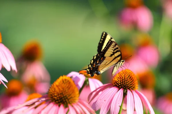 Widok Motyla — Zdjęcie stockowe