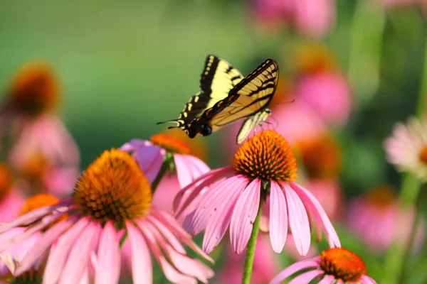 Ein Blick Auf Einen Schmetterling — Stockfoto