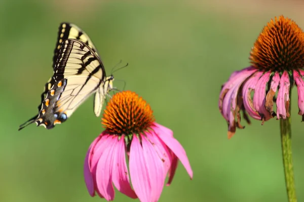 Ein Blick Auf Einen Schmetterling — Stockfoto