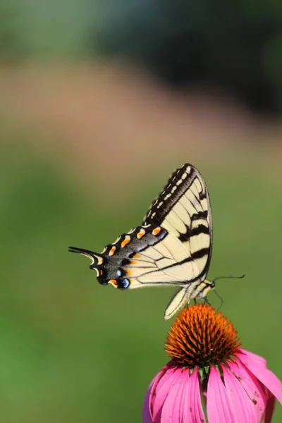蝶のビュー — ストック写真