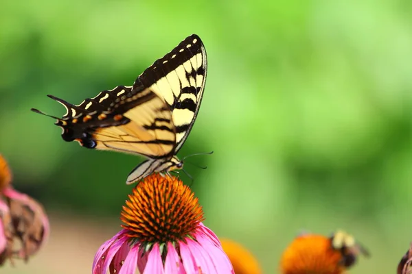 Ein Blick Auf Einen Schmetterling — Stockfoto