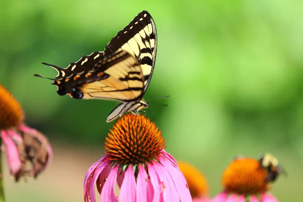 Вид Бабочку — стоковое фото