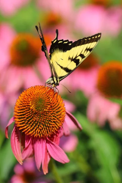 蝶のビュー — ストック写真