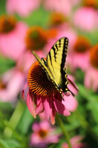 Вид Бабочку — стоковое фото