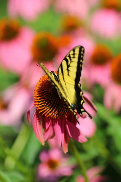 Ein Blick Auf Einen Schmetterling — Stockfoto