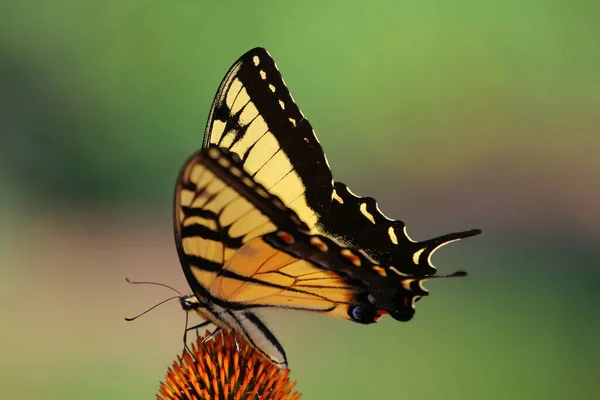 Ein Blick Auf Einen Schmetterling — Stockfoto