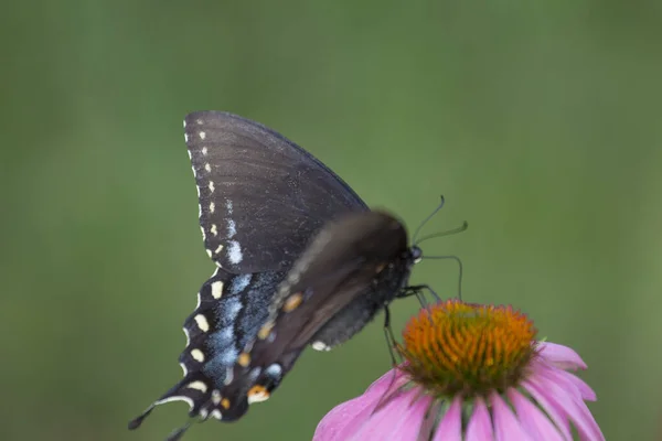 Une Vue Papillon — Photo