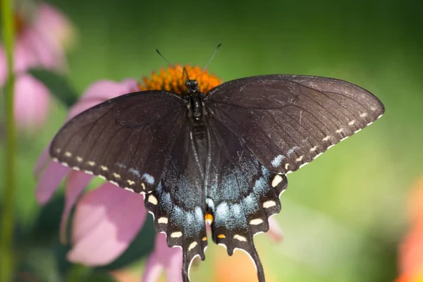 Een Weergave Van Een Vlinder — Stockfoto