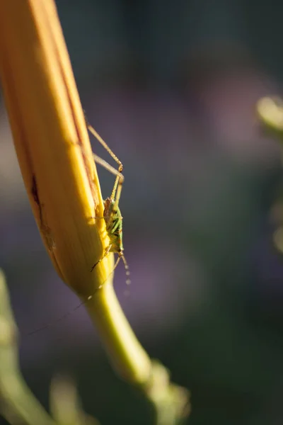 Petit Cricket Sur Une Plante — Photo